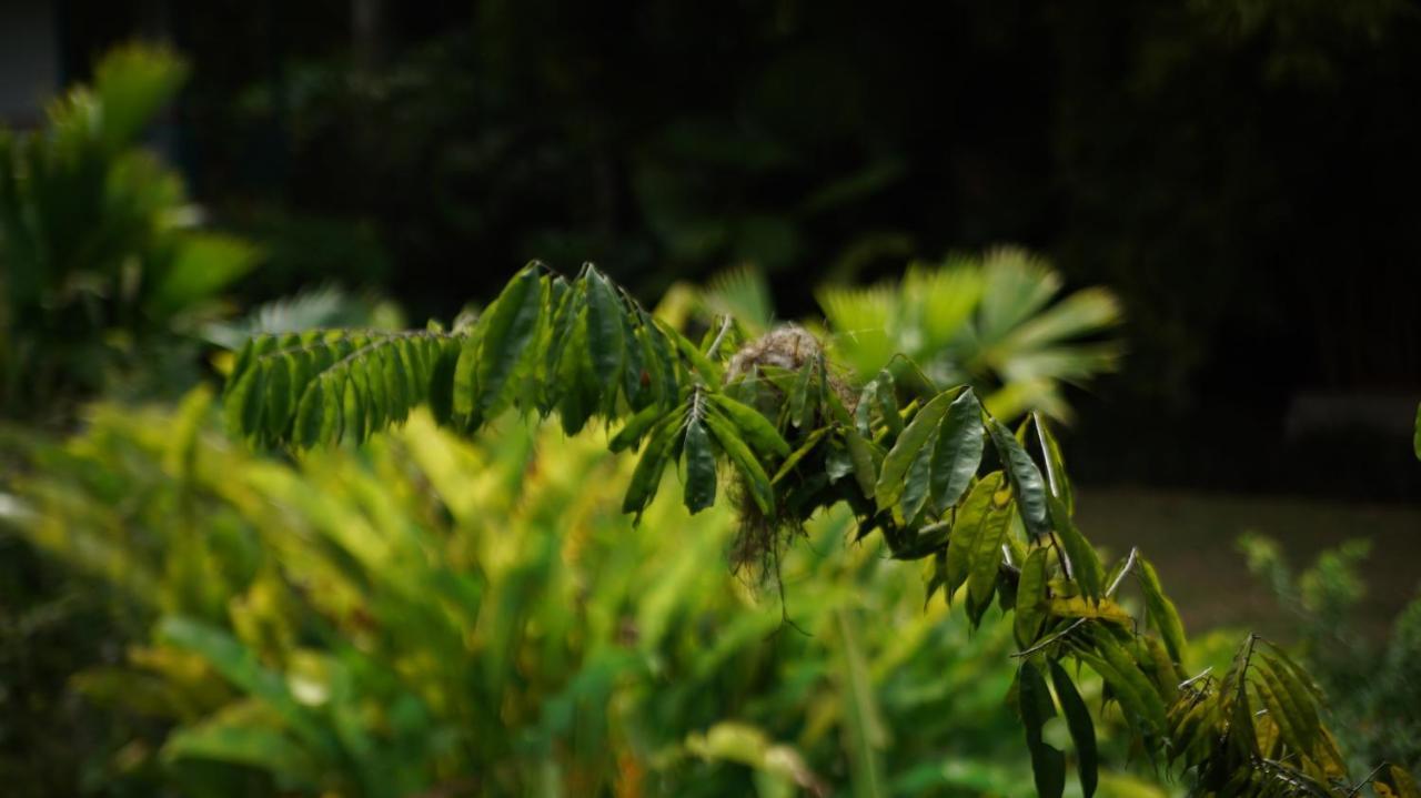 Finca La Argelia Quimbaya Zewnętrze zdjęcie